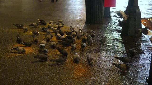 New York, USA. The video shows a flock of wild pigeons, also known as feral pigeons or rock pigeons (Columba livia), foraging for food at night on a paved urban sidewalk.