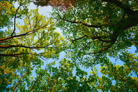 Spring nature oak trees sky