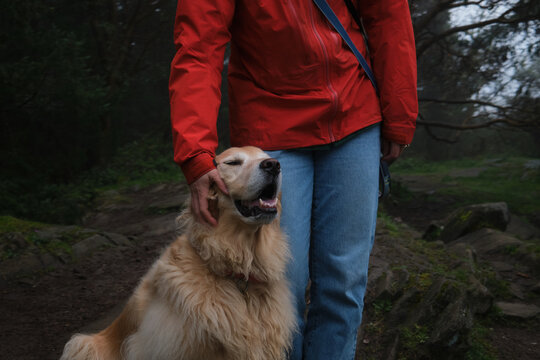 Person with a golden retriever dog in a forest during a foggy day