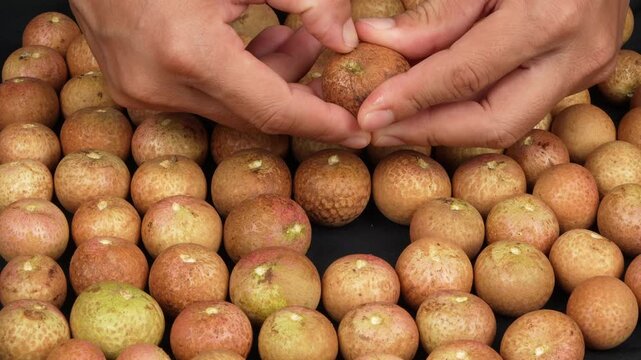 Macro shot of hands peeling a fresh translucent longan fruit over an abundance of round ripe fruits.