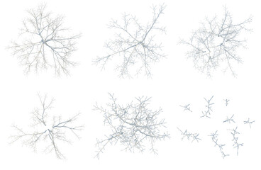 Fototapeta premium Set of Acer negundo tree plan, top view, cutout, transparent background, isolate, Stylized Fractal Tree Branch Diagrams - Ideal for Abstract Backgrounds & Creative Designs