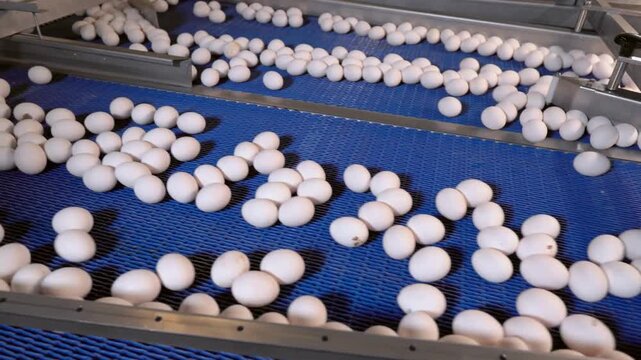 Many white eggs moving on a blue industrial conveyor belt in a poultry farm
