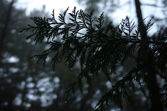 Rain falls on cedar branches in a forest during a cloudy day
