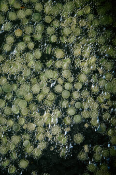 Garlic scapes fry in oil in preparation of chilli crisp