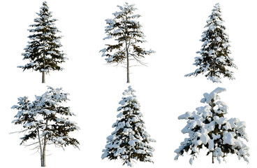 Set of Cedrus deodara tree, elevation, front view, cutout, transparent background, isolate,...