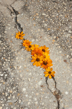 Flowers in cracked concrete pavement