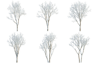 Obraz premium Set of Ulmus pumila tree, elevation, front view, cutout, transparent background, isolate, Collection of bare deciduous trees, winter landscape elements for graphic design projects.