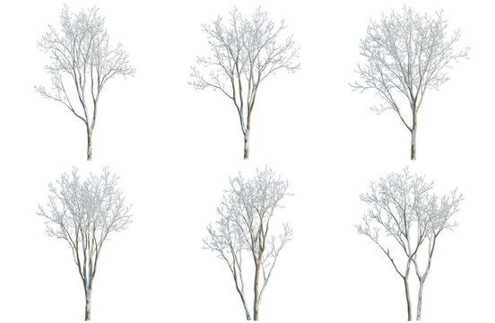 Set of Ulmus pumila tree, elevation, front view, cutout, transparent background, isolate, Collection of bare deciduous trees, winter landscape elements for graphic design projects.
