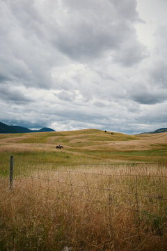 A distant cowboy in grassy fields in rural British Columbia