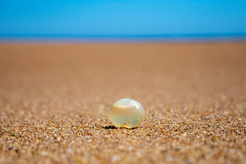 Huevo de caracol marino © NDM - Video Art