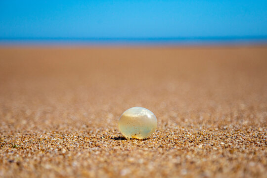 Huevo de caracol marino