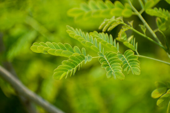 Tamarindus indica Tamarind Leaves Growing On Tropical Tree Branches.