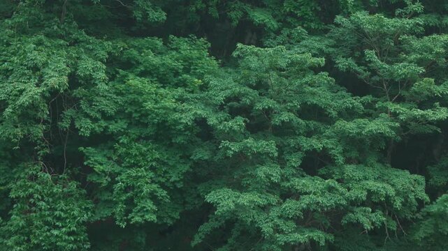 Japanese Mountain Forest