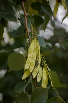 Dalbergia sissoo Indian Rosewood Tree Foliage Growing In Natural Environment.