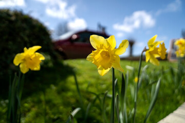 Fototapeta premium daffodils in spring
