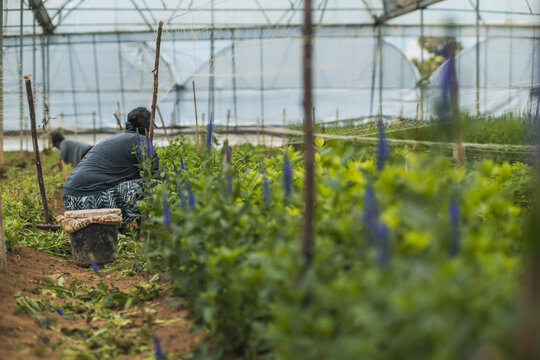 Workers pruning sage plants in a greenhouse
