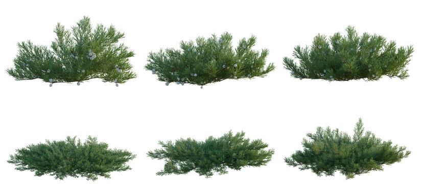 Set of Juniperus horizontalis tree, elevation, front view, cutout, transparent background, isolate