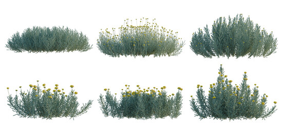 Set of Santolina chamaecyparissus tree, elevation, front view, cutout, transparent background, isolate, Collection of low growing shrubs with yellow flowers - perfect for landscaping design elements. © Peter Hai