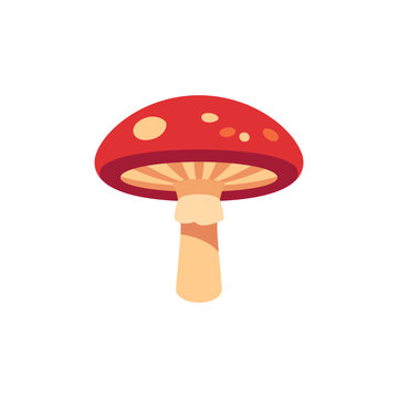 Red fly agaric mushroom with white cap spots and pale stem, poisonous woodland fungus for autumn nature, forest, mycology, and seasonal design, colorful illustration