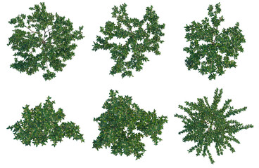Fototapeta premium Set of Malus halliana tree plan, top view, cutout, transparent background, isolate, Collection of Lush Green Bushes - Perfect for Landscape Design and Game Development Assets