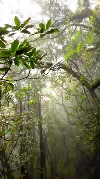 sun rays through the forest in branches green leafes 
