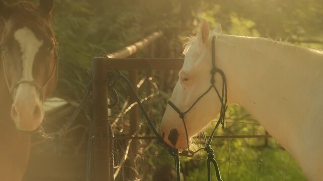 Pair of horses tied to fence in dreamy summer sunset light over horse face on farm.