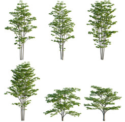 Set of Cornus florida tree, elevation, front view, cutout, transparent background, isolate, Collection of slender evergreen trees with lush green foliage - perfect for landscaping design elements. © Peter Hai