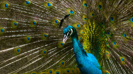 Obraz premium Peacock with feathers out