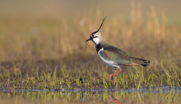 Northern lapwing - male bird at a wetland in spring