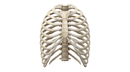 Human rib cage skeleton structure front view © BTG