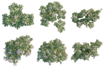 Obraz premium Set of Pelargonium graveolens tree plan, top view, cutout, transparent background, isolate