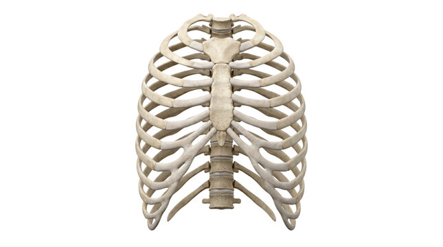 Human rib cage skeleton structure front view