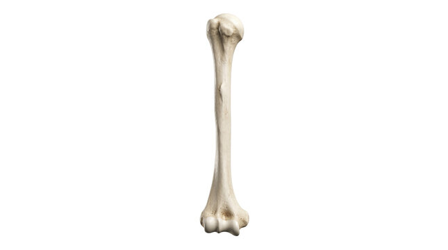 Human humerus arm bone showing detailed skeletal anatomical structure