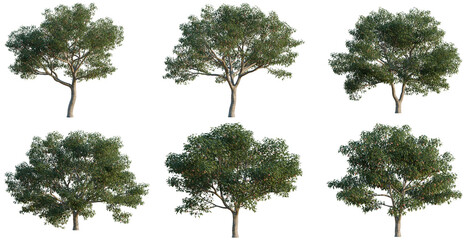 Fototapeta premium Set of Crataegus pinnatifida tree, elevation, front view, cutout, transparent background, isolate, Six lush green trees with detailed foliage on a black background for landscaping designs.