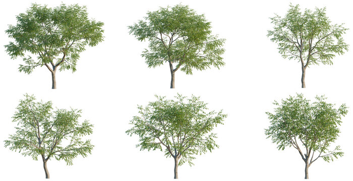 Set of Ziziphus jujuba tree, elevation, front view, cutout, transparent background, isolate, Six Lush Green Trees with Transparent Background - Perfect for Design Projects
