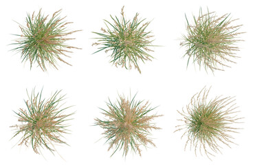 Obraz premium Set of Calamagrostis acutiflora tree plan, top view, cutout, transparent background, isolate, Collection of ornamental grass bushes