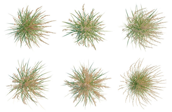 Set of  Calamagrostis acutiflora tree plan, top view, cutout, transparent background, isolate, Collection of ornamental grass bushes