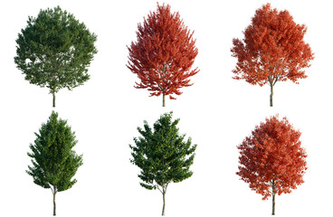 Set of Acer rubrum tree, elevation, front view, cutout, transparent background, isolate, Six deciduous trees with varying foliage colors - green and red leaves, ideal for landscaping design. © Peter Hai