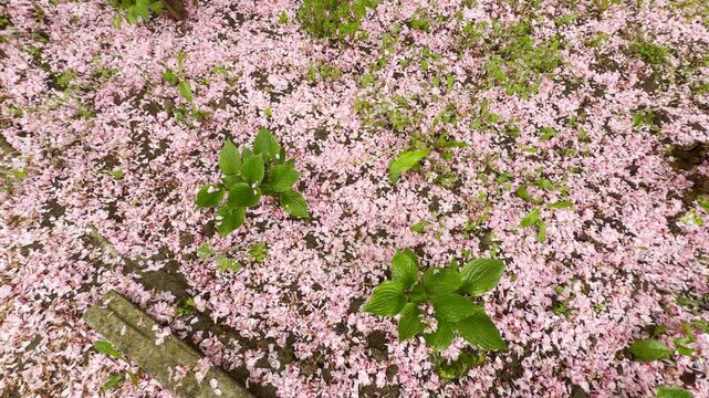 A thick layer of fallen pink flower petals completely covers a curved brick path. The surrounding green bushes evoke a dreamy, romantic feeling of quiet springtime beauty.