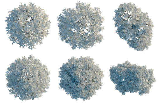 Set of  Crossostephium chinense tree plan, top view, cutout, transparent background, isolate, Collection of stylized bushes in various shapes - perfect for landscaping and design projects.