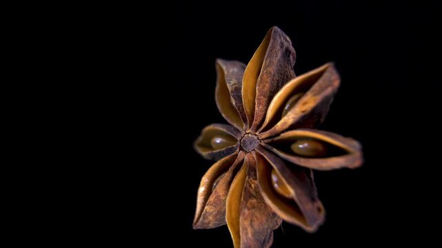 Star Anise (Illicium verum). Macro pericarp structure. Botanical chemical defense system. Scientific laboratory macro photography.