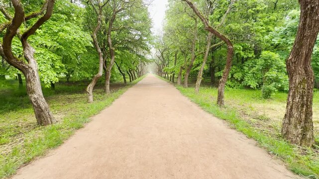 A grand sandy walkway stretches out beneath a canopy of twisted green trees. This deep perspective evokes a pleasantly calm and comforting feeling of slow, meditative walking in nature.
