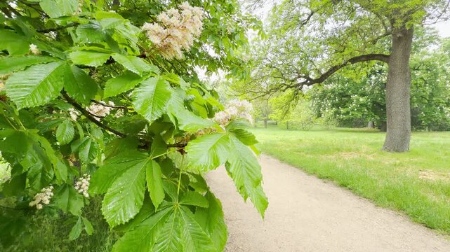Lush green branches with white flowers stretch gracefully beside a peaceful walking path. This refreshing view fills the heart with a calm, happy feeling of quiet relaxation.