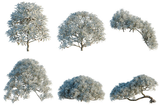 Set of Crossostephium chinense tree, elevation, front view, cutout, transparent background, isolate, 3D Rendered Evergreen Shrubs - Various Shapes & Styles for Landscaping and Design Projects