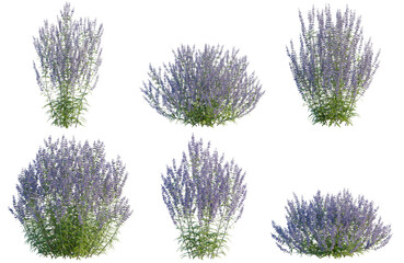 Set of Perovskia atriplicifolia tree, elevation, front view, cutout, transparent background, isolate, Collection of Lavender Bushes - High Resolution PNG for Graphic Design & Landscape Projects © Peter Hai