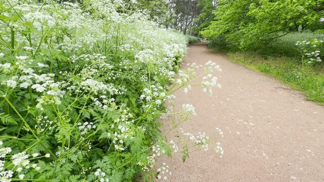 White cow parsley flowers lean out over a peaceful dirt trail in the woods. The vibrant green leaves and delicate blooms create a cheerful, fresh, and serene atmosphere.