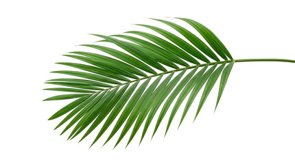 Single lush green tropical palm leaf frond with tropical botanical isolated tropicalleaf naturebackground houseplant decorative transparent background © MD