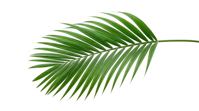 Single lush green tropical palm leaf frond with tropical botanical isolated tropicalleaf naturebackground houseplant decorative transparent background