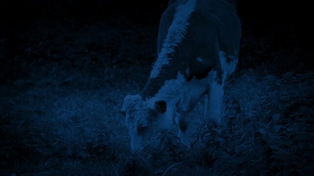 Cow Grazes In Grassy Field At Night
