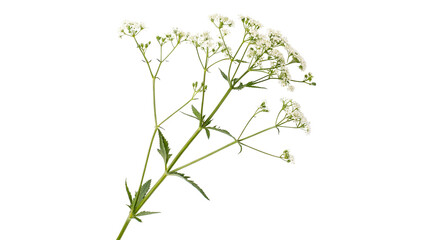 Wild white yarrow wildflowers branch on green stem isolated on transparent background cut out © novator-png